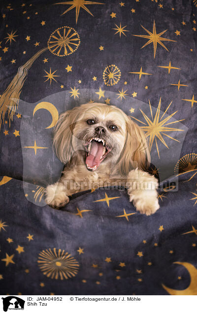 Shih Tzu / JAM-04952