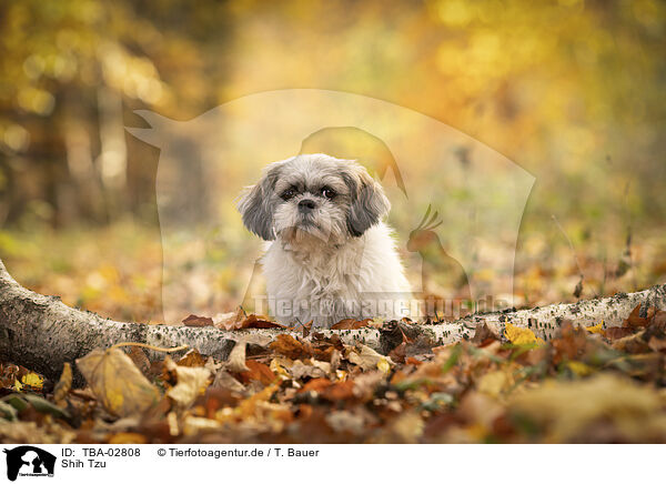 Shih Tzu / TBA-02808