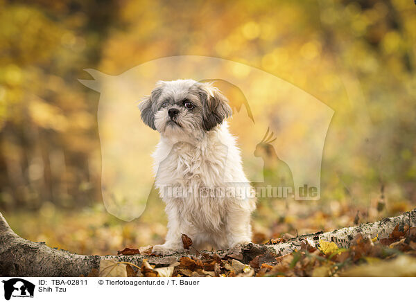 Shih Tzu / Shih Tzu / TBA-02811