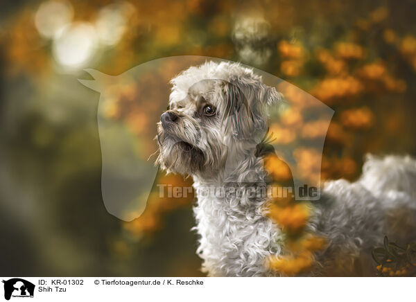 Shih Tzu / Shih Tzu / KR-01302