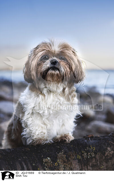 Shih Tzu / Shih Tzu / JQ-01669