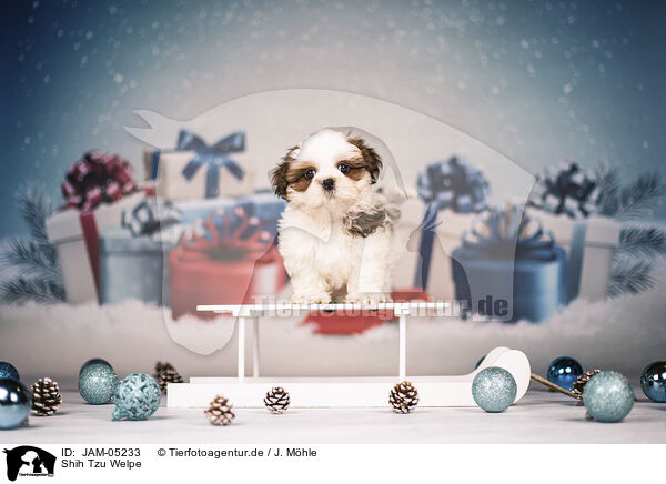 Shih Tzu Welpe / JAM-05233