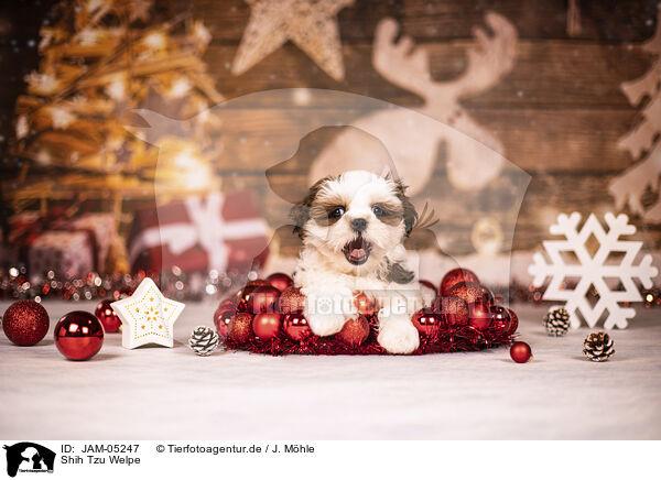 Shih Tzu Welpe / JAM-05247