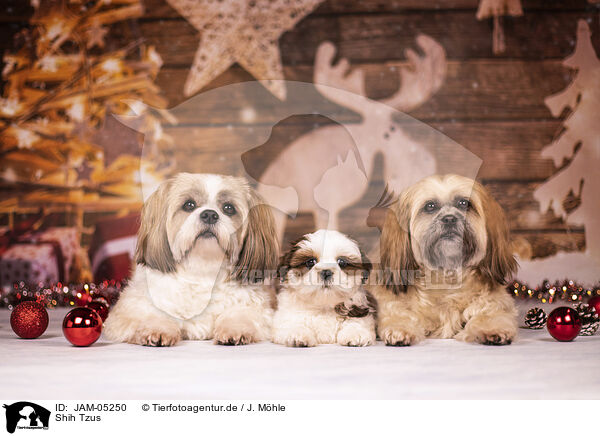 Shih Tzus / Shih Tzus / JAM-05250