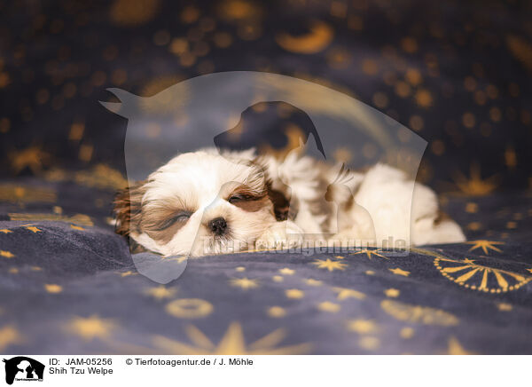 Shih Tzu Welpe / Shih Tzu Puppy / JAM-05256
