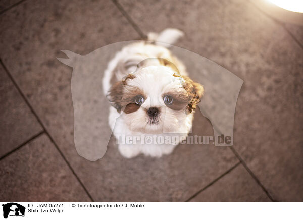 Shih Tzu Welpe / JAM-05271