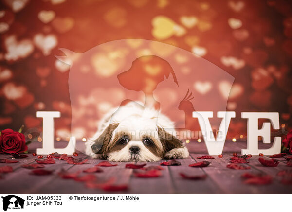 junger Shih Tzu / young Shih Tzu / JAM-05333