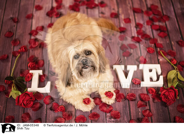 Shih Tzu / JAM-05348