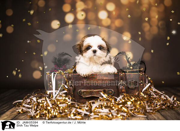 Shih Tzu Welpe / Shih Tzu Puppy / JAM-05394