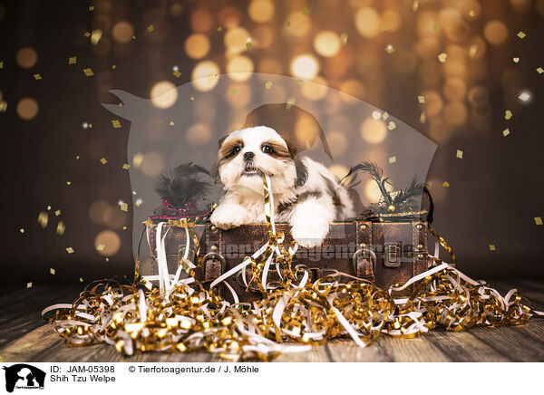 Shih Tzu Welpe / Shih Tzu Puppy / JAM-05398