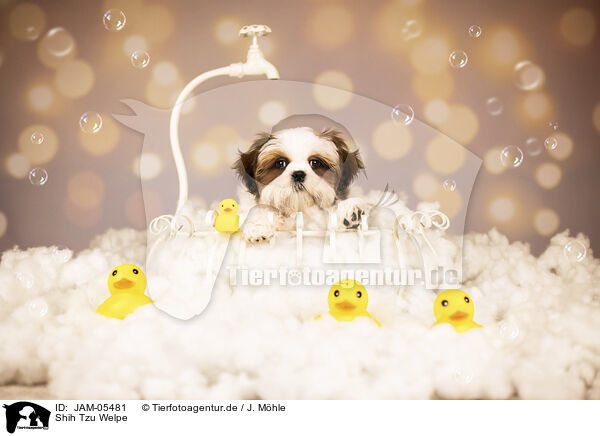 Shih Tzu Welpe / JAM-05481