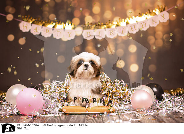 Shih Tzu / JAM-05764