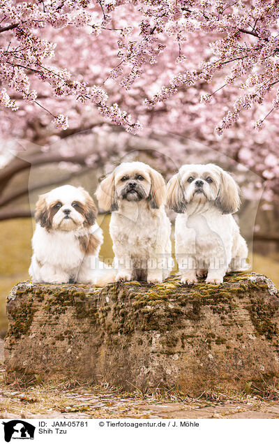 Shih Tzu / JAM-05781