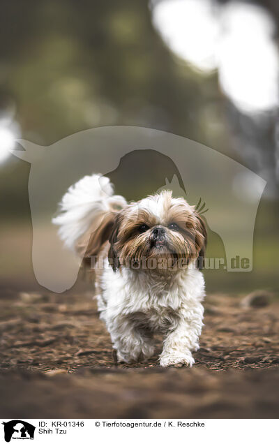 Shih Tzu / KR-01346