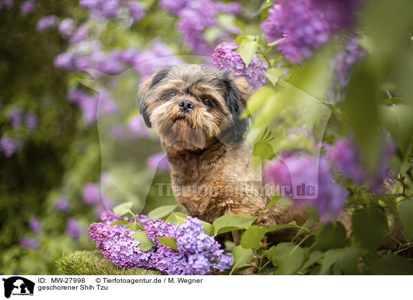 geschorener Shih Tzu / MW-27998