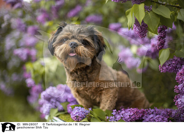 geschorener Shih Tzu / shorn Shih Tzu / MW-28007