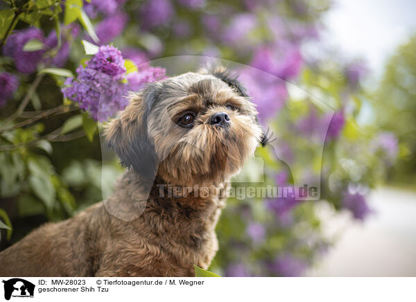 geschorener Shih Tzu / shorn Shih Tzu / MW-28023