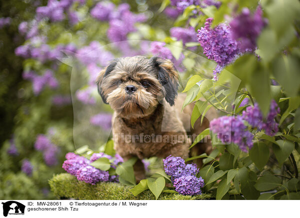 geschorener Shih Tzu / shorn Shih Tzu / MW-28061