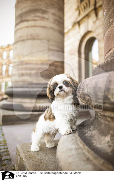 Shih Tzu / Shih Tzu / JAM-06215