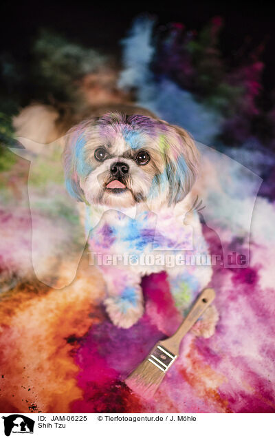 Shih Tzu / JAM-06225