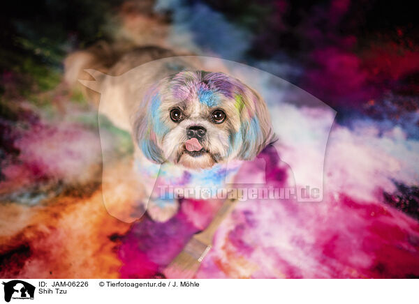 Shih Tzu / JAM-06226