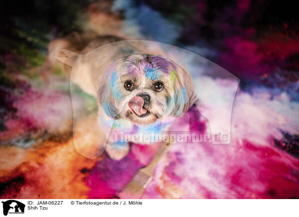Shih Tzu / JAM-06227