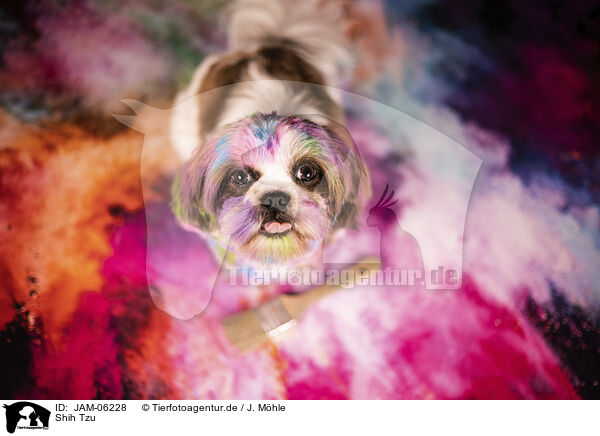 Shih Tzu / Shih Tzu / JAM-06228