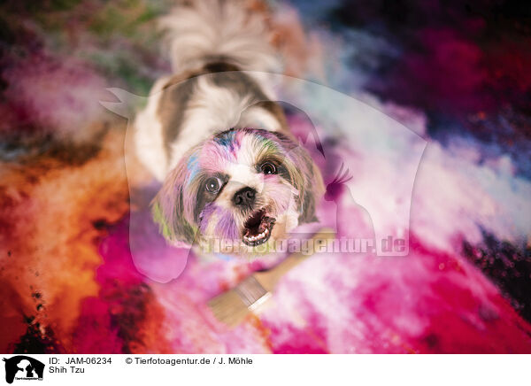 Shih Tzu / JAM-06234