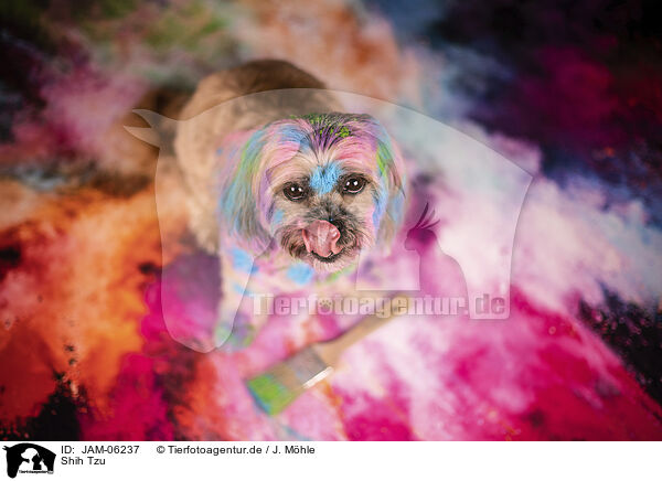 Shih Tzu / JAM-06237