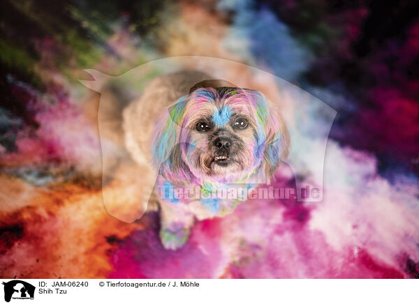 Shih Tzu / JAM-06240