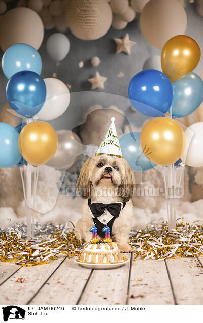 Shih Tzu / Shih Tzu / JAM-06246