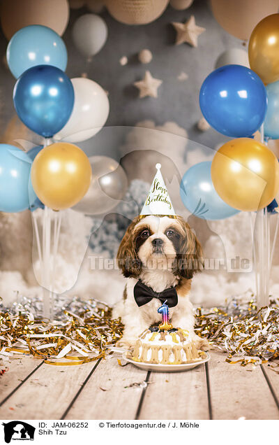 Shih Tzu / Shih Tzu / JAM-06252