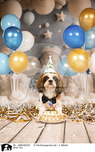 Shih Tzu / Shih Tzu / JAM-06253