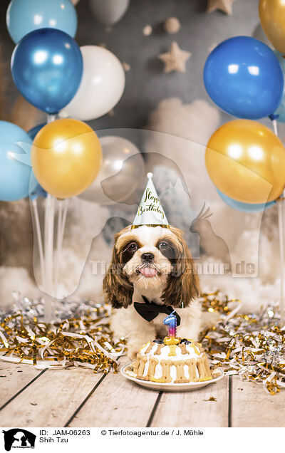 Shih Tzu / Shih Tzu / JAM-06263