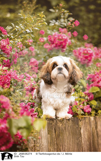 Shih Tzu / JAM-06274