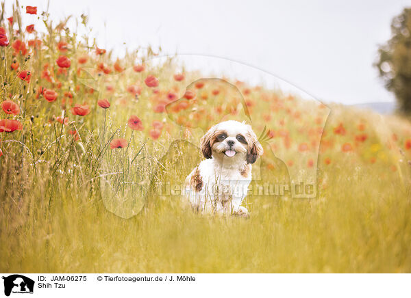 Shih Tzu / JAM-06275