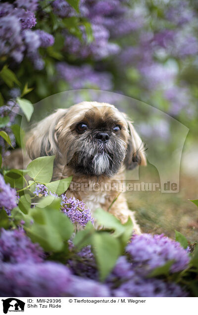 Shih Tzu Rde / MW-29396