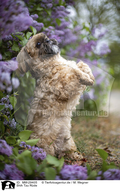 Shih Tzu Rde / MW-29405