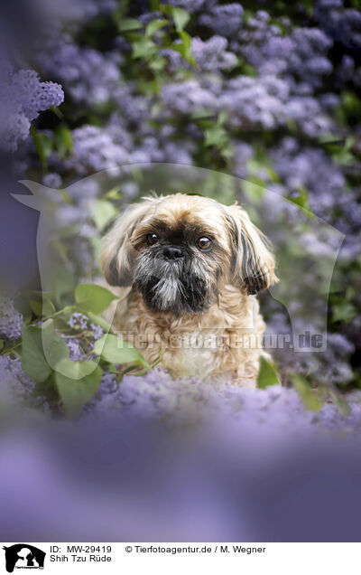 Shih Tzu Rde / MW-29419