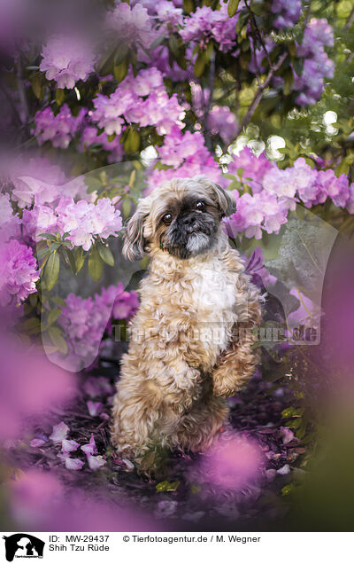 Shih Tzu Rde / male Shih Tzu / MW-29437