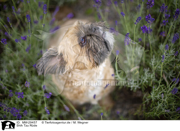 Shih Tzu Rde / male Shih Tzu / MW-29457