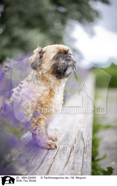 Shih Tzu Rde / male Shih Tzu / MW-29460