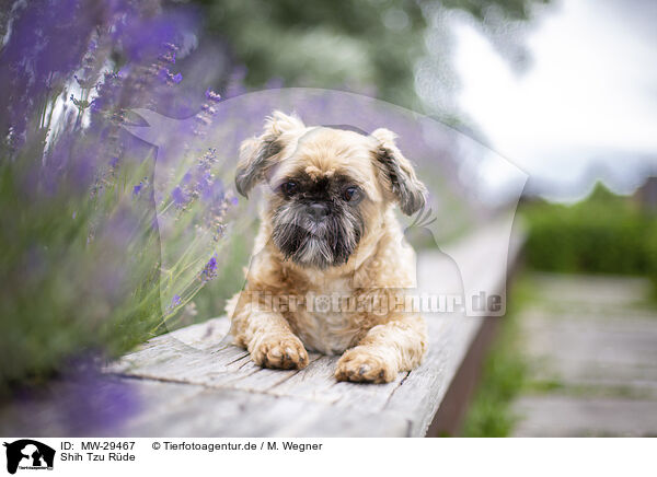 Shih Tzu Rde / male Shih Tzu / MW-29467