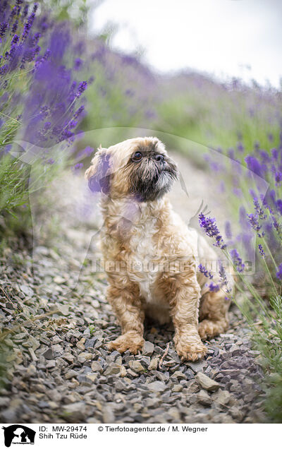 Shih Tzu Rde / male Shih Tzu / MW-29474