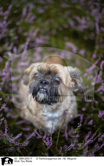 Shih Tzu Rde / male Shih Tzu / MW-29517