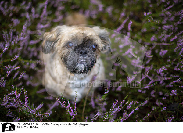 Shih Tzu Rde / MW-29518