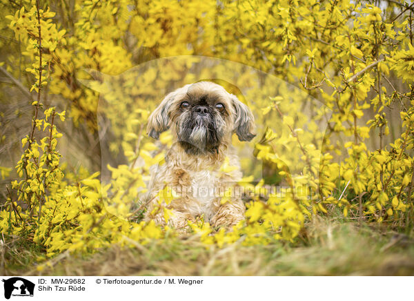 Shih Tzu Rde / male Shih Tzu / MW-29682