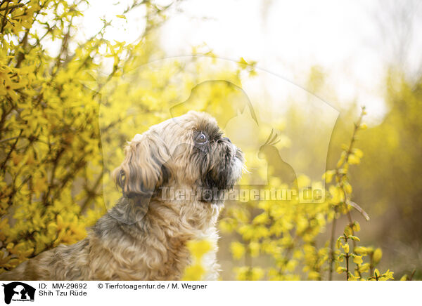 Shih Tzu Rde / male Shih Tzu / MW-29692