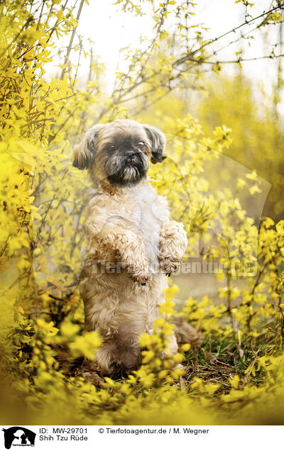Shih Tzu Rde / male Shih Tzu / MW-29701