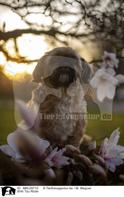Shih Tzu Rde / male Shih Tzu / MW-29710